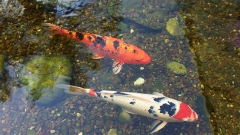 養鯉魚|養錦鯉指南 如何選購與照顧